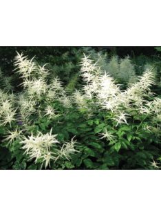   Erdei tündérfürt / ARUNCUS dioicus Kneiffii-Hybr. 'Whirlwind'
