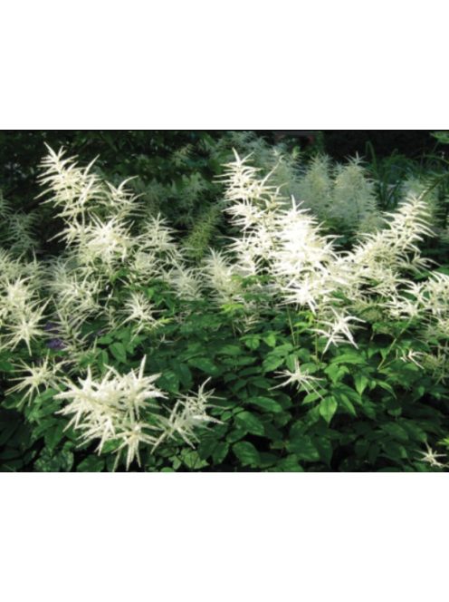 Erdei tündérfürt / ARUNCUS dioicus Kneiffii-Hybr. 'Whirlwind'