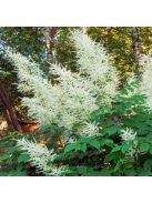 Erdei tündérfürt / ARUNCUS dioicus Kneiffii-Hybr. 'Whirlwind'