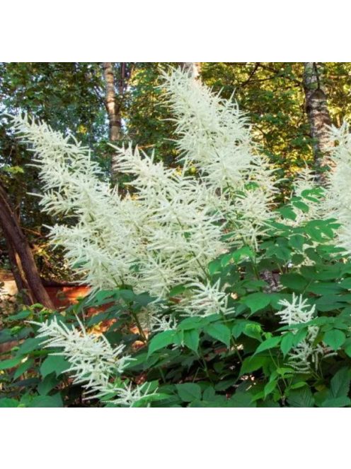 Erdei tündérfürt / ARUNCUS dioicus Kneiffii-Hybr. 'Whirlwind'