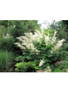 Erdei tündérfürt / ARUNCUS dioicus Kneiffii-Hybr. 'Whirlwind'