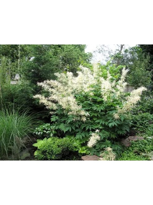 Erdei tündérfürt / ARUNCUS dioicus Kneiffii-Hybr. 'Whirlwind'