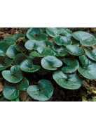 Kereklevelű kapotnyak / ASARUM europaeum 