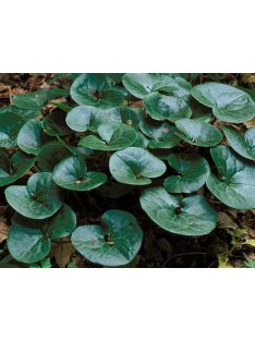 Kereklevelű kapotnyak / ASARUM europaeum 