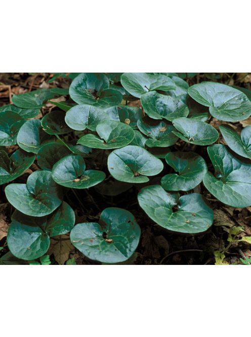 Kereklevelű kapotnyak / ASARUM europaeum 
