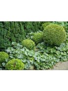Kereklevelű kapotnyak / ASARUM europaeum 