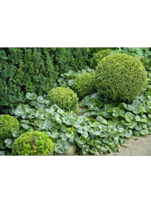Kereklevelű kapotnyak / ASARUM europaeum 
