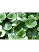 Kereklevelű kapotnyak / ASARUM europaeum 