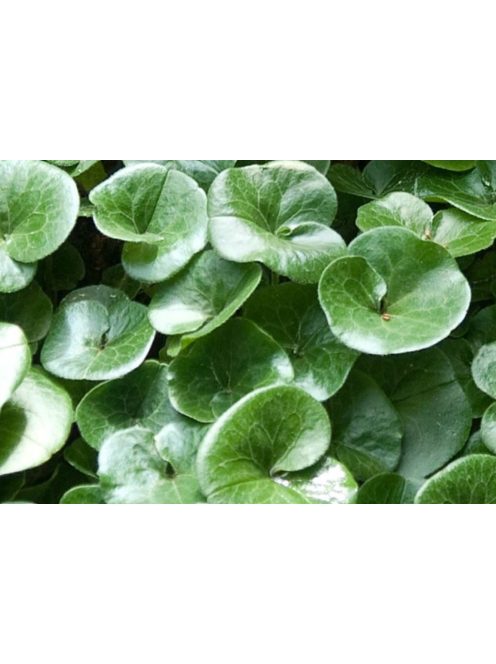 Kereklevelű kapotnyak / ASARUM europaeum 