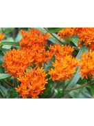 Gumós selyemkóró / ASCLEPIAS tuberosa ssp. interior 