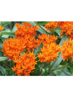Gumós selyemkóró / ASCLEPIAS tuberosa ssp. interior 