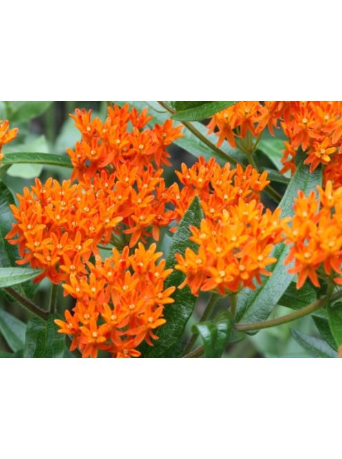Gumós selyemkóró / ASCLEPIAS tuberosa ssp. interior 
