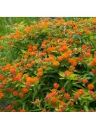 Gumós selyemkóró / ASCLEPIAS tuberosa ssp. interior 