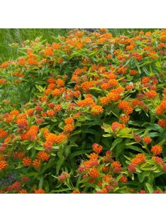 Gumós selyemkóró / ASCLEPIAS tuberosa ssp. interior 