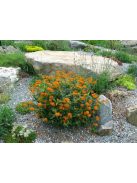 Gumós selyemkóró / ASCLEPIAS tuberosa ssp. interior 