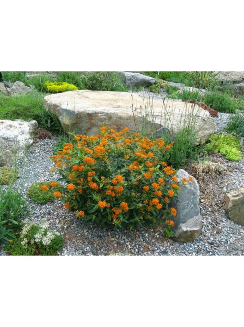 Gumós selyemkóró / ASCLEPIAS tuberosa ssp. interior 