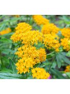 Gumós selyemkóró / ASCLEPIAS tuberosa 'Hello Yellow'