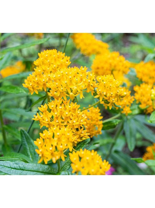 Gumós selyemkóró / ASCLEPIAS tuberosa 'Hello Yellow'