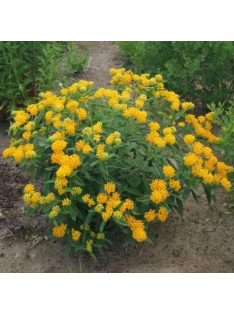   Gumós selyemkóró / ASCLEPIAS tuberosa 'Hello Yellow'