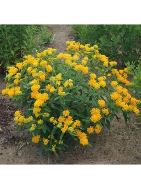 Gumós selyemkóró / ASCLEPIAS tuberosa 'Hello Yellow'