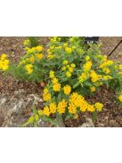 Gumós selyemkóró / ASCLEPIAS tuberosa 'Hello Yellow'