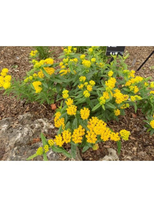 Gumós selyemkóró / ASCLEPIAS tuberosa 'Hello Yellow'