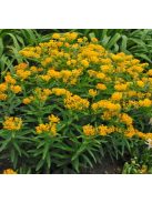 Gumós selyemkóró / ASCLEPIAS tuberosa 'Hello Yellow'