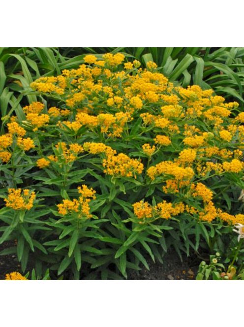 Gumós selyemkóró / ASCLEPIAS tuberosa 'Hello Yellow'