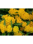 Gumós selyemkóró / ASCLEPIAS tuberosa 'Hello Yellow'