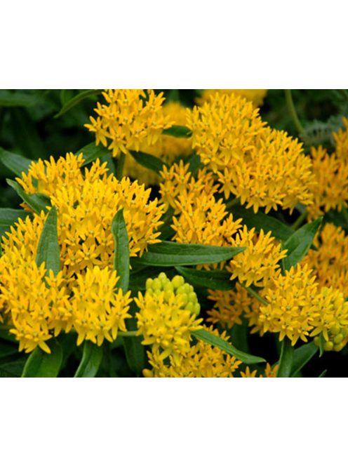 Gumós selyemkóró / ASCLEPIAS tuberosa 'Hello Yellow'