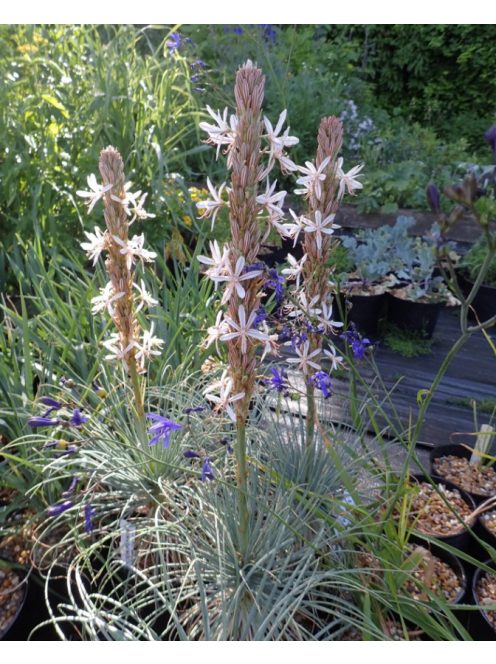 Virágoszlop / ASPHODELINE taurica 