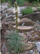 Virágoszlop / ASPHODELINE taurica 
