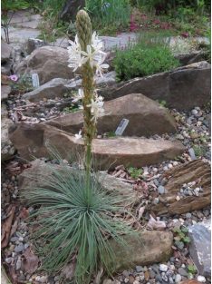 Virágoszlop / ASPHODELINE taurica 