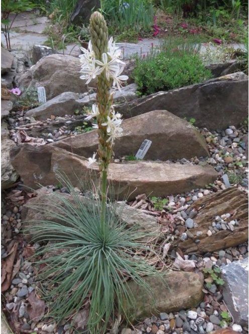 Virágoszlop / ASPHODELINE taurica 