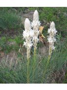 Virágoszlop / ASPHODELINE taurica 