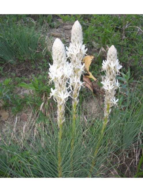 Virágoszlop / ASPHODELINE taurica 