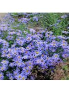 Csillagőszirózsa / ASTER amellus 'Rudolf Goethe'