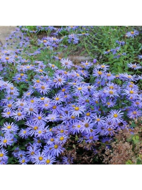 Csillagőszirózsa / ASTER amellus 'Rudolf Goethe'