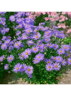 Csillagőszirózsa / ASTER amellus 'Rudolf Goethe'
