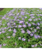 Csillagőszirózsa / ASTER amellus 'Rudolf Goethe'