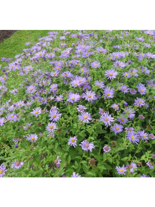 Csillagőszirózsa / ASTER amellus 'Rudolf Goethe'