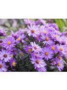 Mirgyes őszirózsa / ASTER novae-angliae 