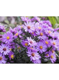 Mirgyes őszirózsa / ASTER novae-angliae 