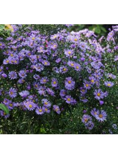 Mirgyes őszirózsa / ASTER novae-angliae 