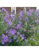 Mirgyes őszirózsa / ASTER novae-angliae 