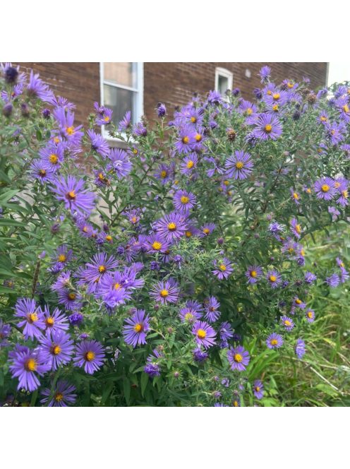 Mirgyes őszirózsa / ASTER novae-angliae 