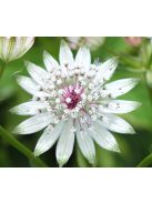 Nagy völgycsillag / ASTRANTIA major 