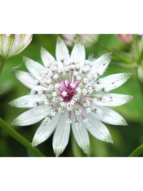 Nagy völgycsillag / ASTRANTIA major 