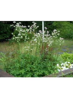Nagy völgycsillag / ASTRANTIA major 