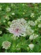 Nagy völgycsillag / ASTRANTIA major 